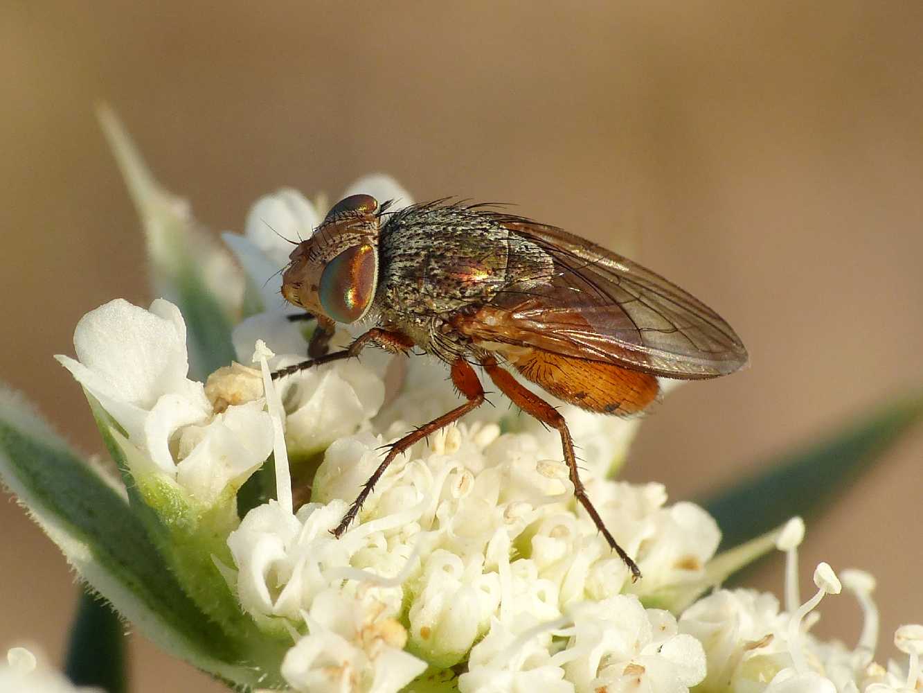 Femmina di Rhyncomya impavida o italica (Calliphoridae)